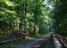 allenarsi tra gli alberi