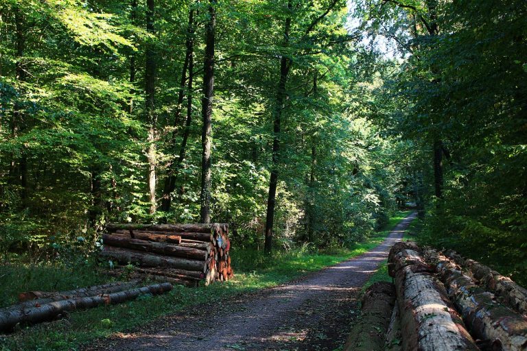 allenarsi tra gli alberi