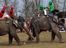 001-history-rules-elephant-polo