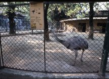 001-ostrich-race-story-rules